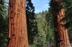 As primeiras sequoias quando se chega na parte alta do Sequoia National Park, na Califórnia - EUA
